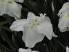 img0022.jpg