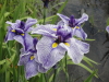 img0023.jpg