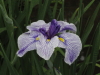 img0025.jpg