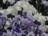img0027.jpg