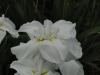 img0028.jpg