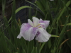 img0029.jpg