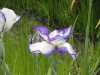 img0030.jpg