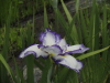 img0031.jpg