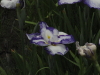 img0032.jpg