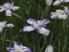 img0033.jpg