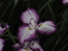 img0034.jpg