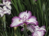 img0035.jpg