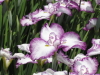 img0036.jpg