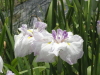 img0038.jpg