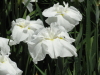 img0039.jpg