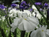 img0041.jpg