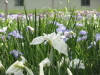 img0042.jpg