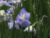 img0043.jpg