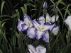 img0047.jpg