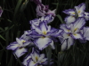 img0048.jpg