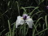 img0049.jpg