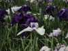img0050.jpg