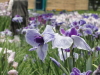 img0051.jpg