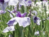 img0053.jpg