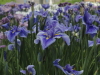 img0054.jpg