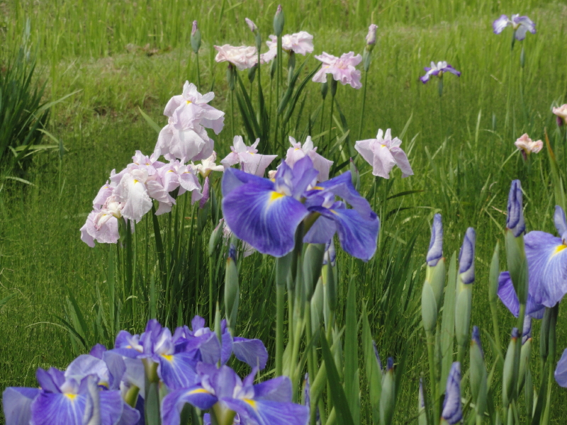 img0009.jpg
