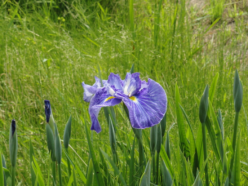 img0017.jpg