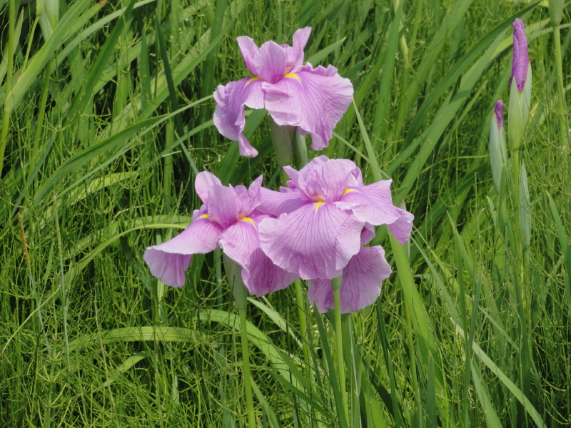 img0033.jpg