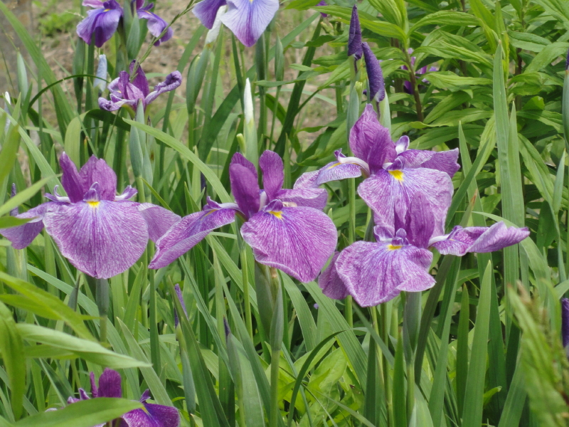 img0036.jpg