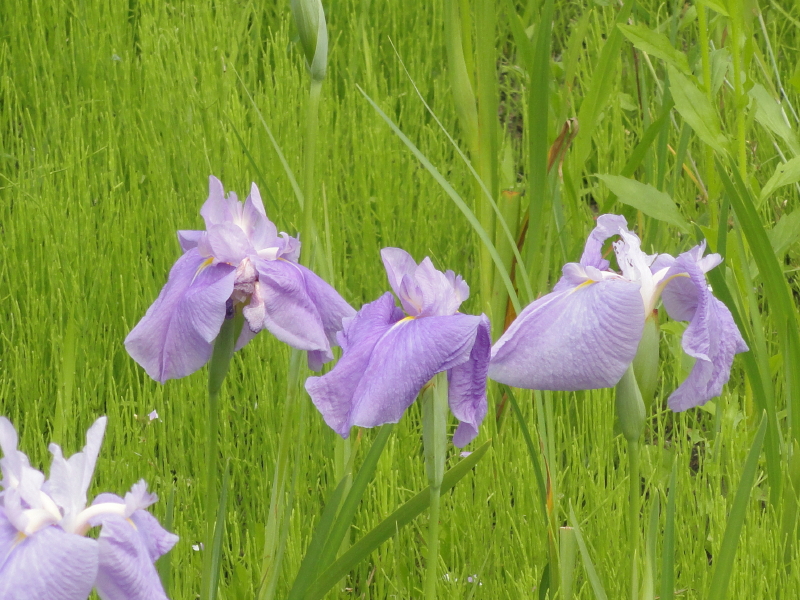 img0044.jpg