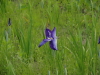 img0003.jpg
