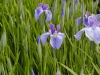 img0005.jpg