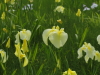 img0007.jpg