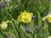 img0010.jpg