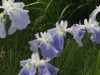 img0026.jpg