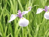 img0032.jpg