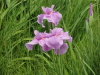 img0033.jpg