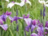 img0035.jpg