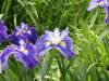 img0037.jpg