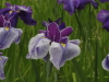 img0054.jpg