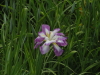 img0057.jpg