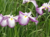 img0058.jpg