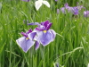 img0062.jpg