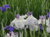 img0069.jpg