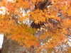 img0019.jpg