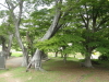 img0017.jpg