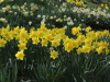 img0029.jpg