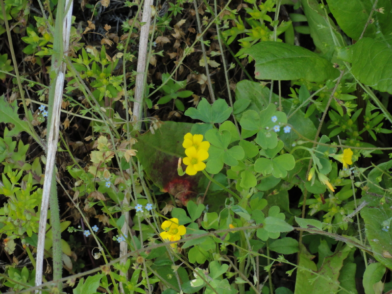img0017.jpg