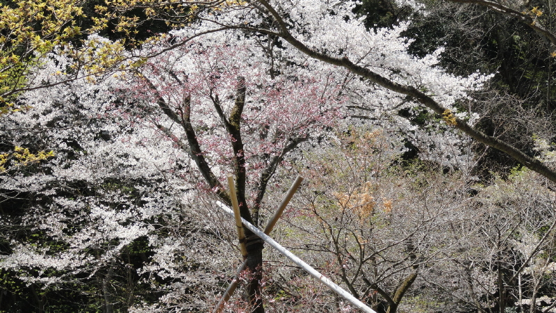 img0035.jpg