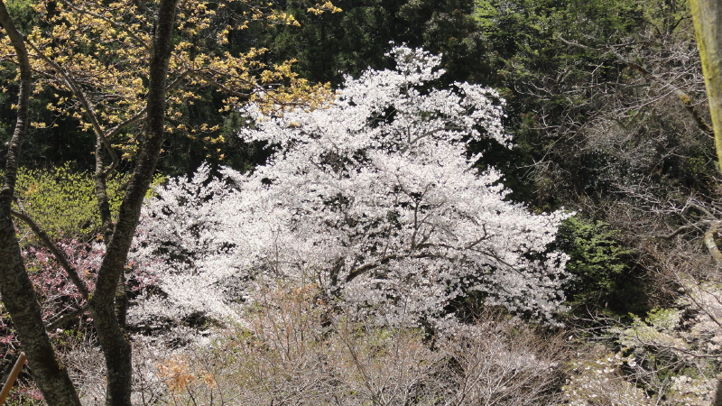 img0036.jpg